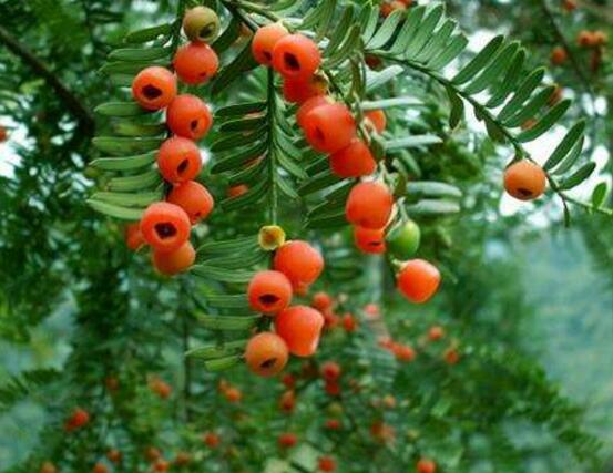 紅豆杉施什么肥好，紅豆杉施氮、磷、鉀肥最好