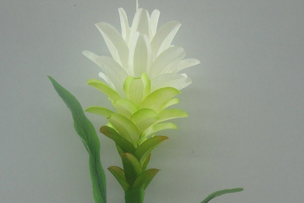 鴻運(yùn)當(dāng)頭冬季怎樣過冬