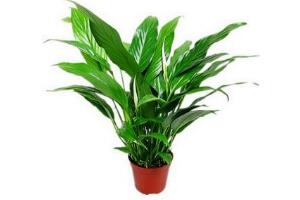 一帆風(fēng)順怎么修剪，一帆風(fēng)順的修剪方法