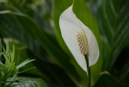 一帆風(fēng)順花葉子發(fā)黃怎么辦，及時采光施肥可以挽救葉子發(fā)黃