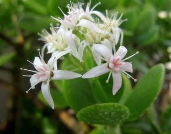 怎么讓玉樹開花，做好這六個要點便可花開爆盆
