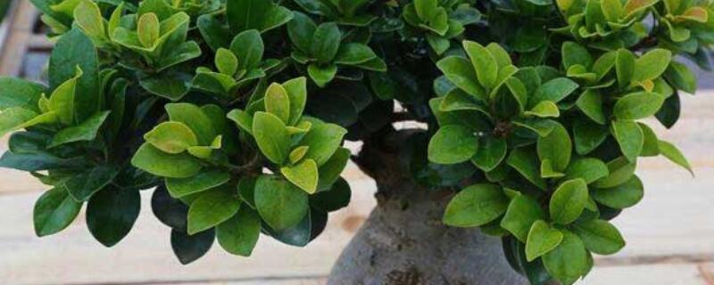 榕樹(shù)秋天怎么養(yǎng)護(hù)