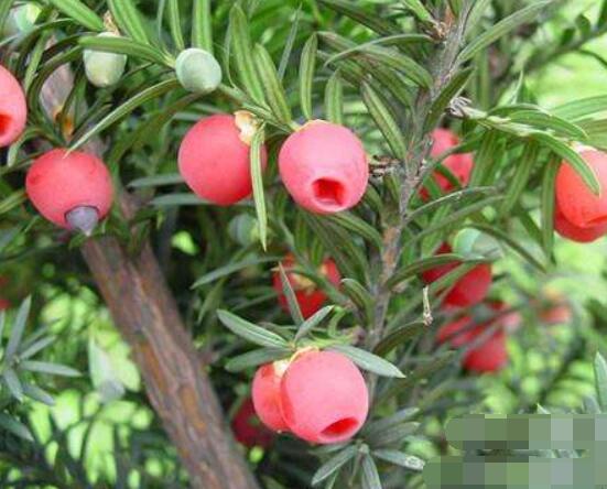 紅豆杉泡水喝的功效，防癌抗癌、增強免疫力、消炎抑菌