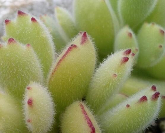 熊童子好養(yǎng)嗎，好養(yǎng)/做好五個要點生長茂盛美觀