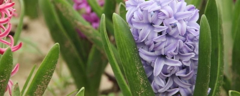 風(fēng)信子繁殖方法