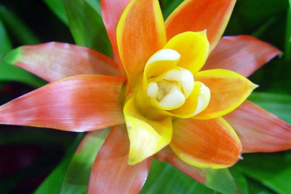 鴻運(yùn)當(dāng)頭花喜陰還是喜陽