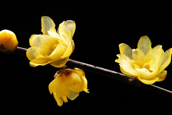 盆栽臘梅好養(yǎng)嗎