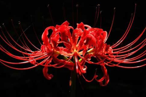 盆栽彼岸花為什么不開(kāi)花