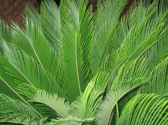 鐵樹(shù)什么時(shí)候長(zhǎng)新葉，每年春秋時(shí)分生長(zhǎng)出2-3輪新葉