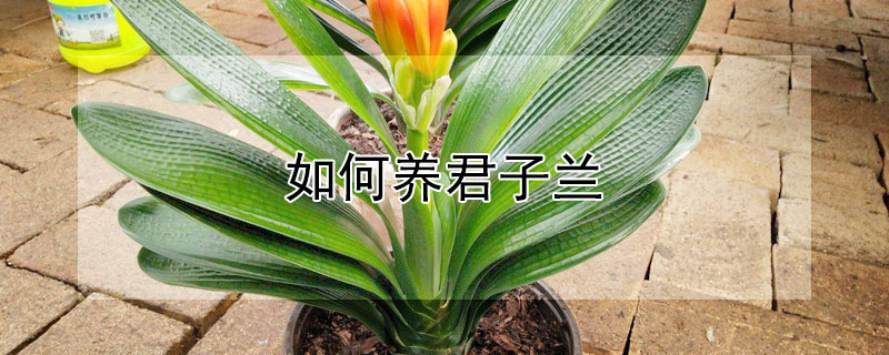 如何養(yǎng)君子蘭