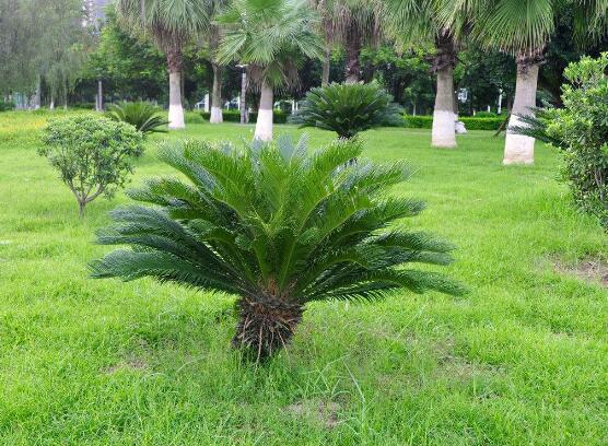 鐵樹能放臥室嗎，盡量不要放（與你爭奪氧氣、呼吸受阻）