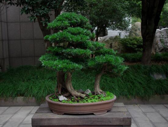 羅漢松盆景養(yǎng)護(hù)方法，老農(nóng)總結(jié)五大最實(shí)際有效方法