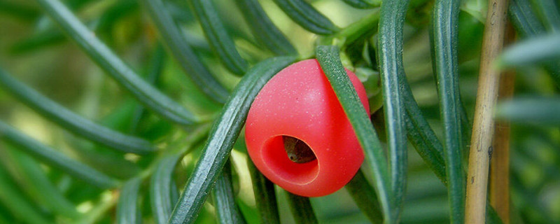 紅豆杉葉子發(fā)黃怎么回事