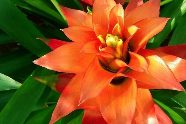 鴻運(yùn)當(dāng)頭怎么澆水