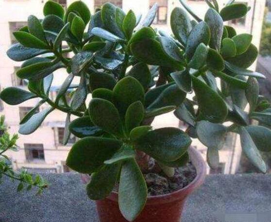 玉樹可以放在室內(nèi)嗎，小心碰觸導(dǎo)致瘙癢、腫痛(有毒)