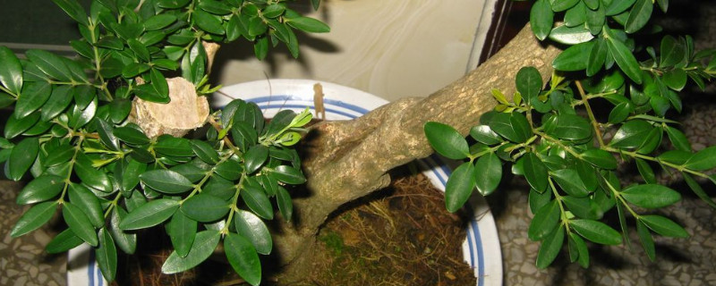 黃楊樹(shù)葉子干枯怎么救