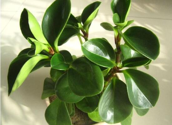 碧玉為什么會爛根，碧玉爛根怎么辦(換盆換土重新栽培)
