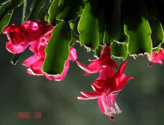 仙人掌的不同品種有哪些，欣賞最好看的六大品種