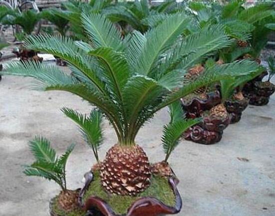 鐵樹怎么繁殖，鐵樹四大繁殖方法