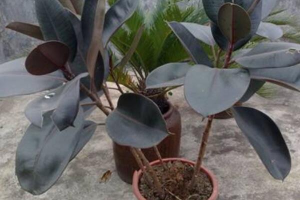 橡皮樹(shù)用深盆還是淺盆