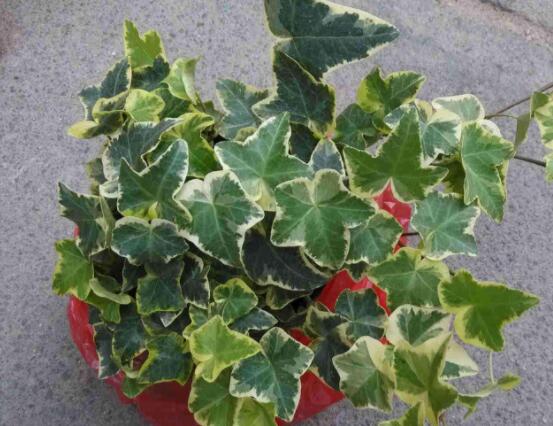 常春藤和常青藤一樣嗎，教你三種區(qū)別方法(形態(tài)/生長(zhǎng)環(huán)境/作用)