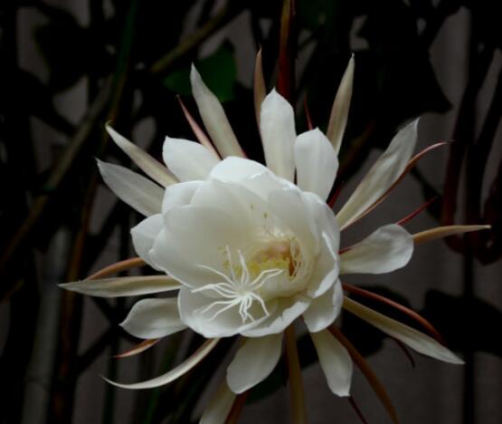 家里養(yǎng)曇花吉利嗎，好運來臨、驚喜不斷(吉祥如意)