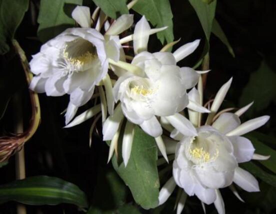 曇花摘下來如何保存，主要分為做干花和自然晾干