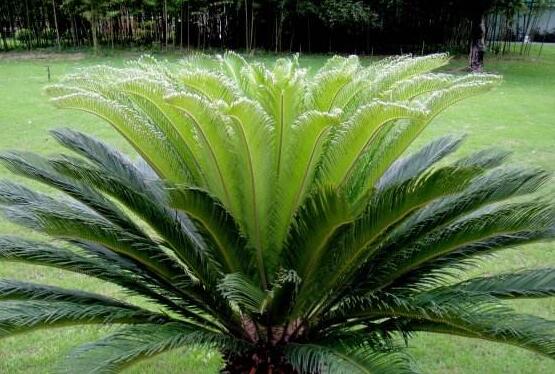 鐵樹品種，細(xì)數(shù)鐵樹最受喜愛八大品種