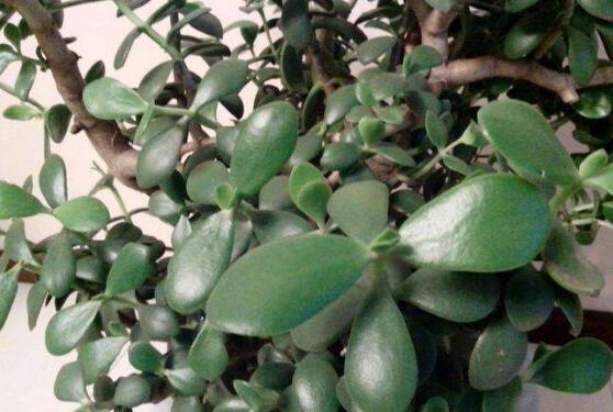 關(guān)于玉樹開花的迷信說法，（玉樹開花人離世）是假的