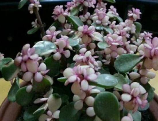 雅樂之舞為什么不紅，做好合適盆土/保持充足光照