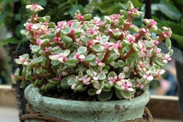 雅樂(lè)之舞扦插季節(jié)，春秋兩季繁殖成活率最高