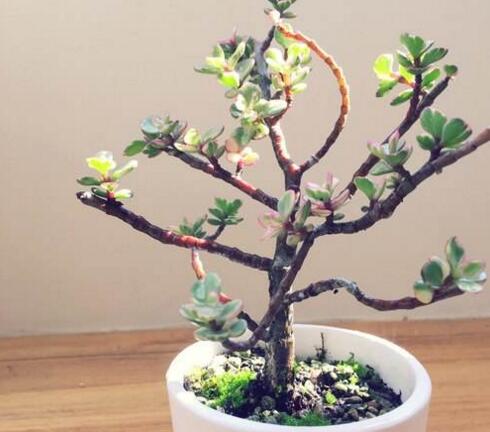 雅樂之舞花怎么養(yǎng)，4種養(yǎng)殖技巧保生長