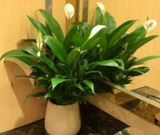 一帆風(fēng)順怎么繁殖，一帆風(fēng)順分株過程圖解