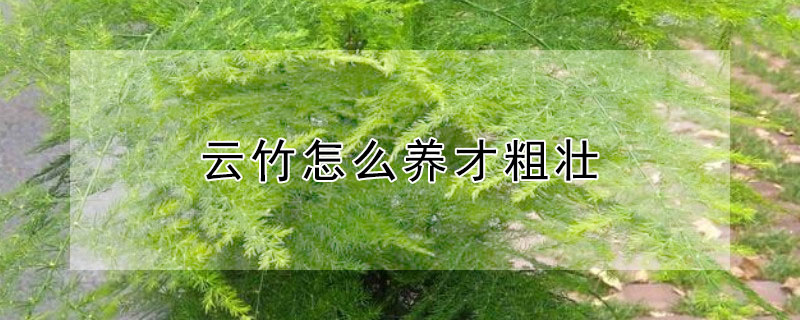 云竹怎么養(yǎng)才粗壯