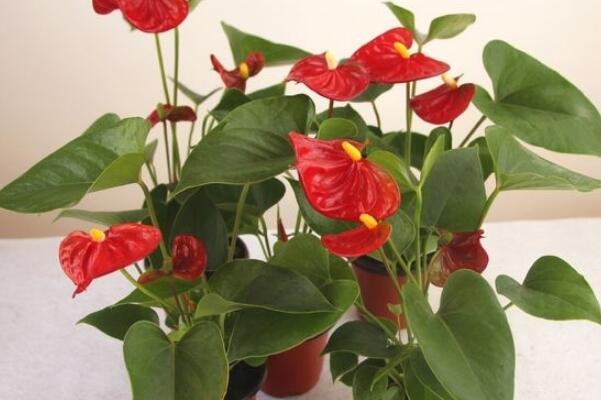 紅掌的催花方法，加強(qiáng)日常管理（溫度、光照、通風(fēng)、肥水）