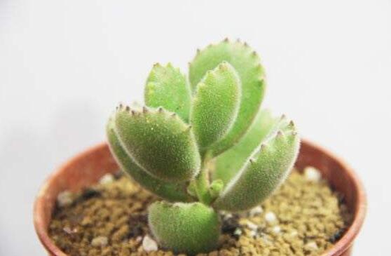 熊童子有毒嗎，無毒/驅(qū)除蚊蟲、美化環(huán)境