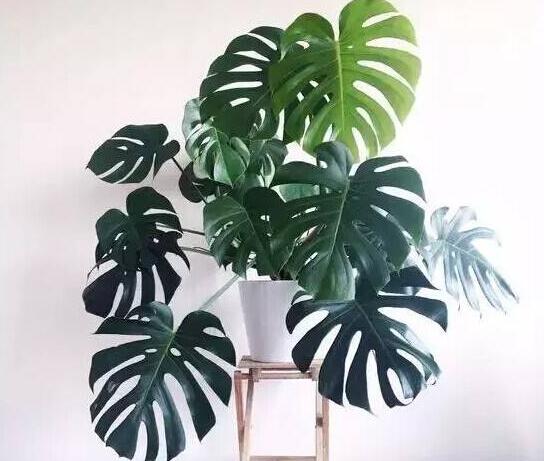 龜背竹多久澆一次水，不同的季節(jié)澆水的時(shí)間也不同