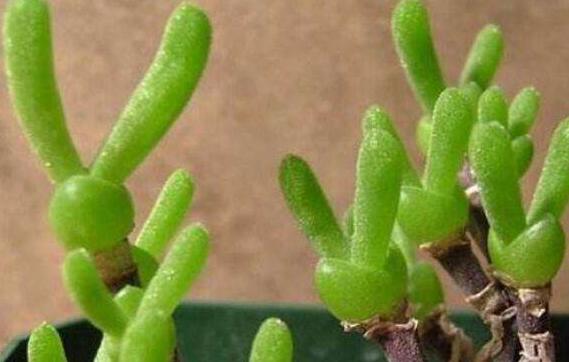 碧光環(huán)多肉怎么種，播種時(shí)間要選對(duì)