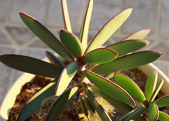 燕子掌的花語(yǔ)，吉祥如意和尊重敬畏