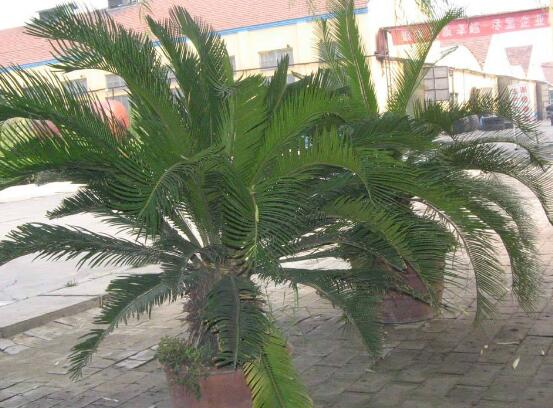 鐵樹能放臥室嗎，盡量不要放（與你爭奪氧氣、呼吸受阻）