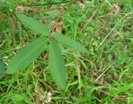 含羞草晚上會(huì)閉合嗎，會(huì)/屬于一種自然生長(zhǎng)澎壓現(xiàn)象