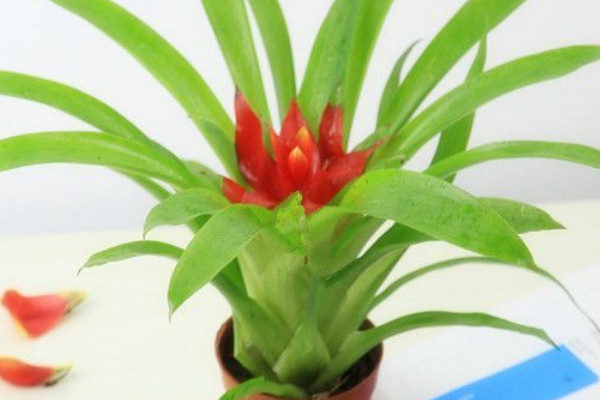 鴻運當(dāng)頭那個紅色是花還是葉