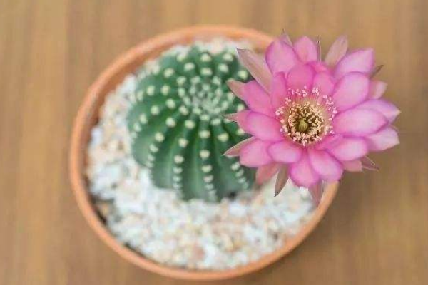 仙人球可以用沙子養(yǎng)嗎，光使用沙子是養(yǎng)不活的