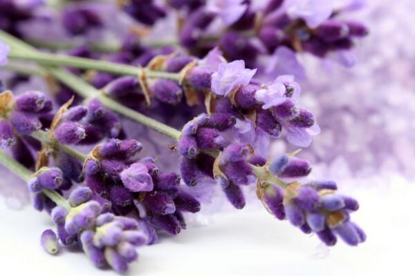 薰衣草盆栽的種植方法，薰衣草種植的5大要點(diǎn)