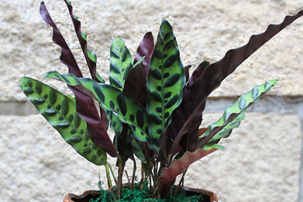 豹紋竹芋花語(yǔ)