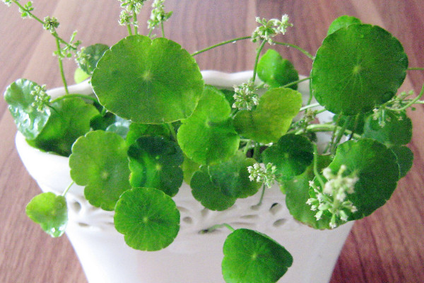 銅錢草葉子邊緣干枯，及時補充水肥養(yǎng)分