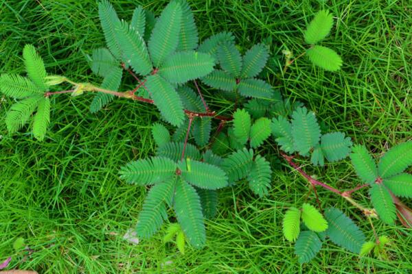 含羞草一直閉合不開(kāi)，導(dǎo)致含羞草閉合的5種原因