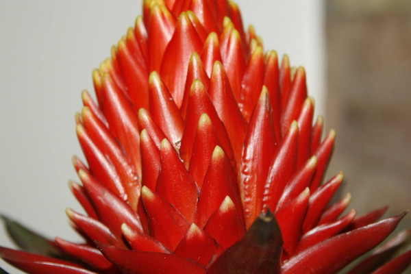 鴻運(yùn)當(dāng)頭澆水澆哪里