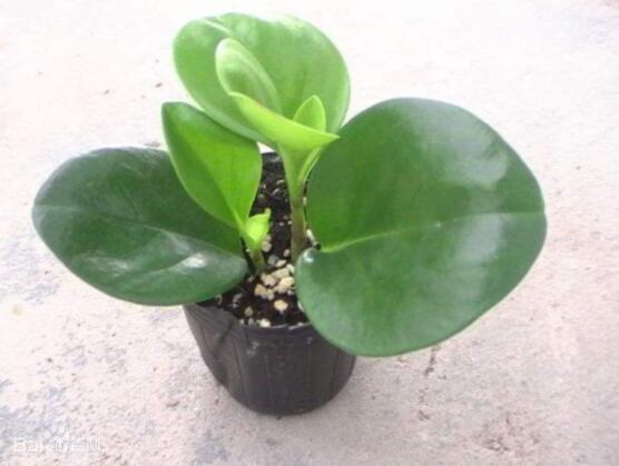 紫邊碧玉的作用以及花語(yǔ)，凈化空氣、活血止痛、跌打損傷