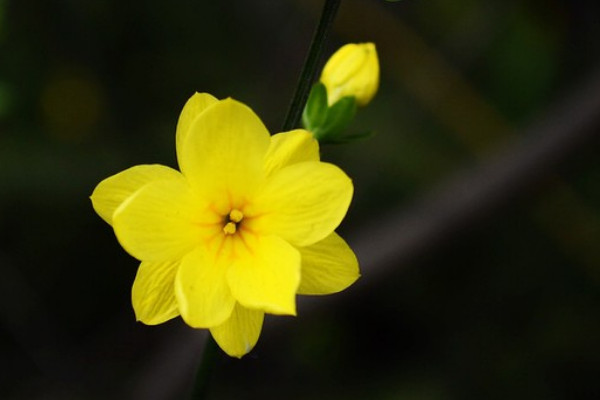 怎么區(qū)分迎春品種